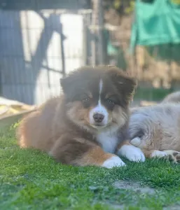 Miniature American Shepherd - Once In A Dream Mini’s Booster Zuma