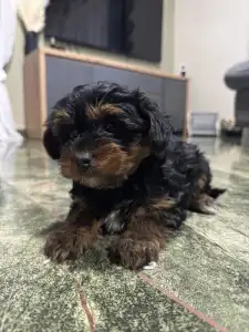 Yorkiepoo - Malya