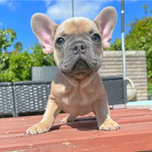 Французский бульдог - Ben