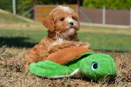 Cavapoo - Ria( Toy Size)