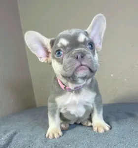French Bulldog - Amy