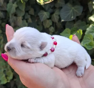 West Highland White Terrier - Agnes