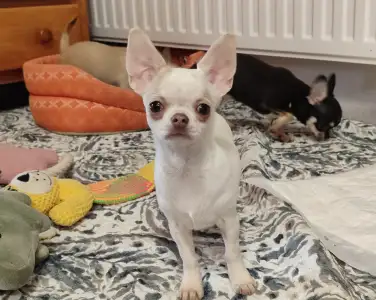 Chihuahua - Wella