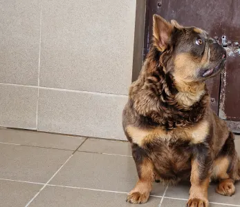 Bulldog francese - Blue Tan Fuffy Female