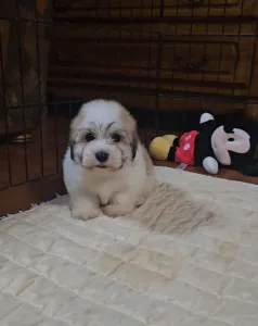 Havanese - Matt