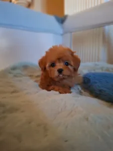 Maltipoo - Maltipoo F