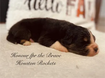 Ciobanesc Australian - Honour For The Brave Houston Rockets