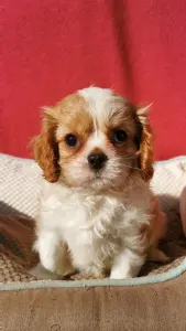 Cavalier king Charles spaniel - Glenn