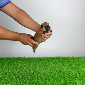 Shiba Inu - Tako