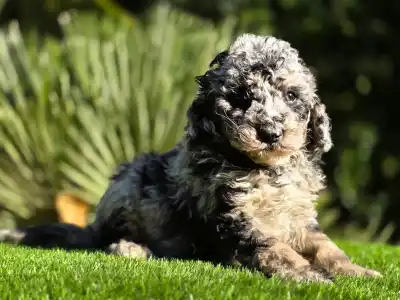Cavapoo - Moon