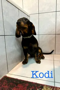 Dachshund - Kodi