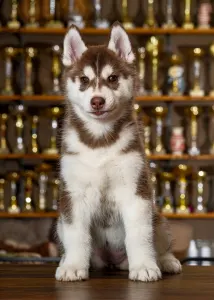 Szibériai husky - Saint Michael Island Wrapped In Red 