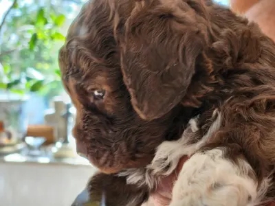 Lagotto Romagnolo - Aster