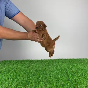 Caniche Nain - Keya