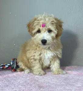 Maltipoo - Thalia