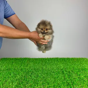 German Pomeranian Spitz - Fluffy