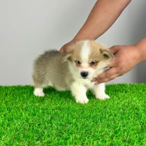 Welsh Corgi Pembroke - Senex