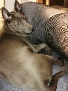 Thai Ridgeback - Brook Wild-romance Of Chiang Exotic Wolfs