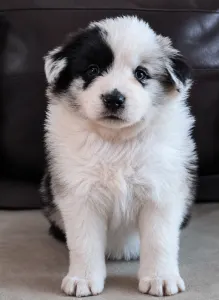 Border Collie - Connor