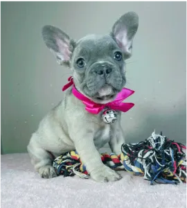 Francia bulldog - Jessica