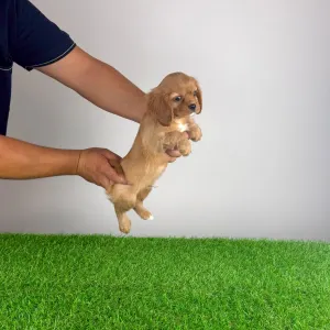 Cavalier King Charles Spaniel - Woody