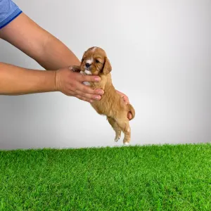 Кавалер кинг-чарльз-спаниель - Eddie