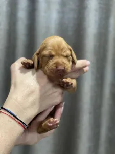 Hungarian Short-haired Vizsla - Vidual Armand