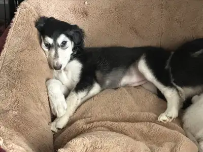 Afgánský chrt - Yasmin