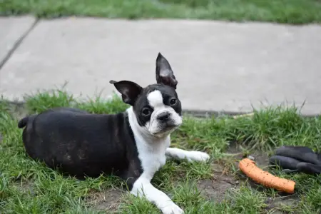 Boston Terrier - Günther