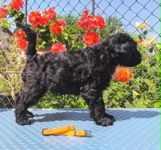 Terrier Kerry Blue - Badacsonyalja Daire Blue Pride