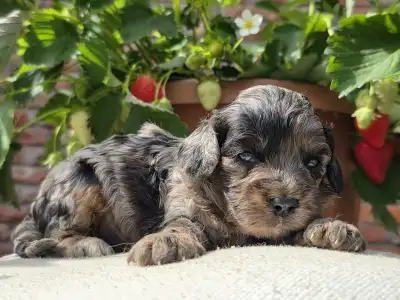 Kavapoo - Max