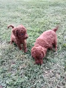Poodle Miniature - Bobi