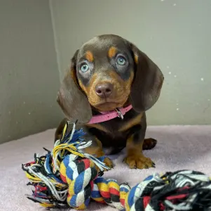 Bassotto - Charlotte