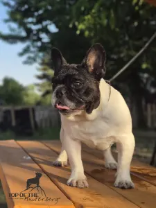 Francia bulldog - Imobile