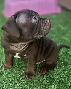 l'American Bully - Standard - Wineberry