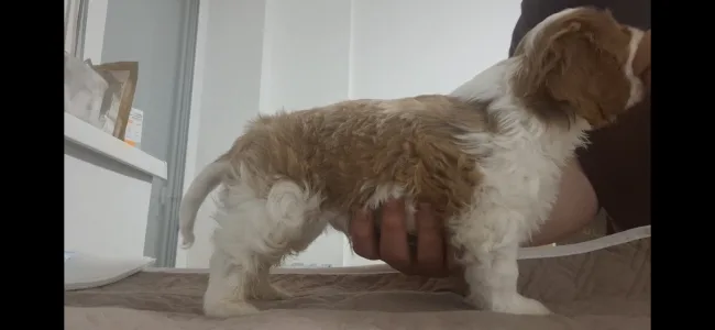 Cavalier King Charles Spaniel - Jackpot