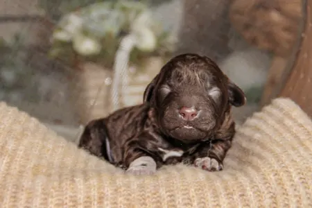 Lagotto Romagnolo - Curly Stars Of Dreams Vibe Spirit 