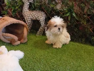 Shih Tzu - Shih Tzu Bella