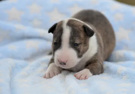 Miniature Bullterrier - Nolan