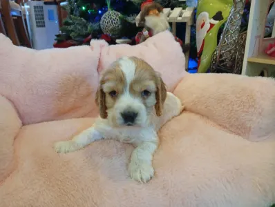 Angol Cocker spániel - Eva