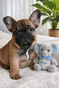 Французский бульдог - Edgard