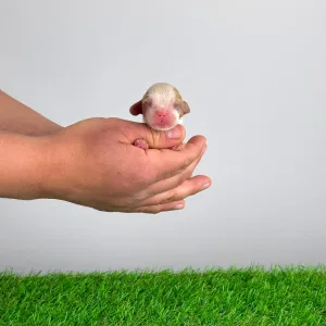 Cavalier King Charles Spaniel - Kronos