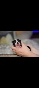 Boston Terrier - Csillag ( Vixen )