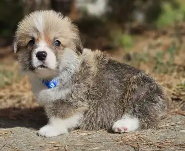 Pembroke Welsh Corgi - Thomas