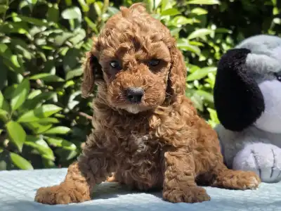 Cavapoo - Curlyjack