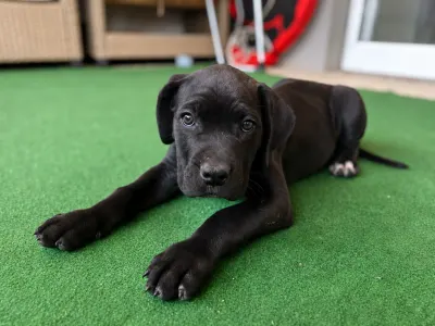 Cane Corso - Bruno