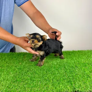 Yorkshire Terrier - Zico