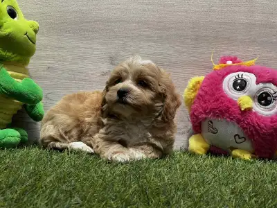 Maltipoo - Peppa