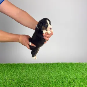 Australian Shepherd - Cagan