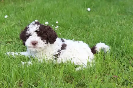 Lagotto romagnolo - Tomborgotto Argo 